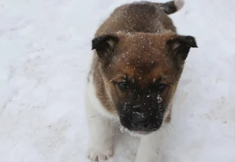 Если вы пропустили: юбилей сайта «НН», собачий рай и кукольный замок
