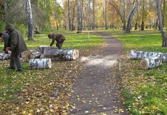 Аварийные и поваленные деревья убирают в парках Новосибирска