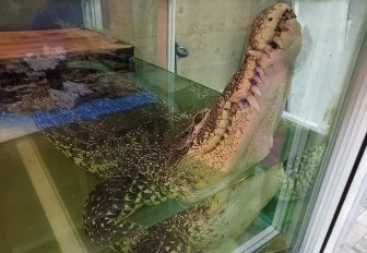 В Новосибирске владелец крокодила Кузи обжаловал решение о его изъятии