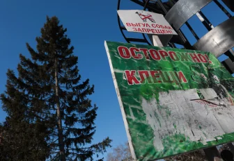 Клещи покусали 15 808 жителей Новосибирской области