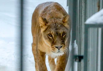 Новосибирский зоопарк с приходом холодов сократил часы работы в будни