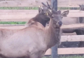 Пантовое дело: зачем люди купаются в крови оленей