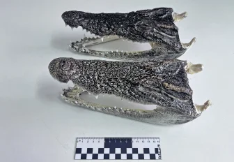 Туриста с головами крокодила остановили в новосибирском аэропорту