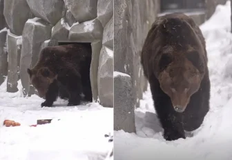 Бурые медведи Валя и Лёха вышли из зимней спячки в Новосибирском зоопарке