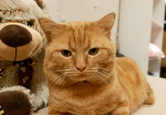 Кошек выселяют: новосибирский приют нуждается в помощи при переезде