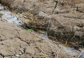 Режим ЧС ввели в одном районе Новосибирской области из-за засухи