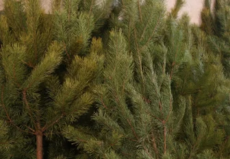 Новогодние ёлки из Новосибирской области отправят в зону СВО