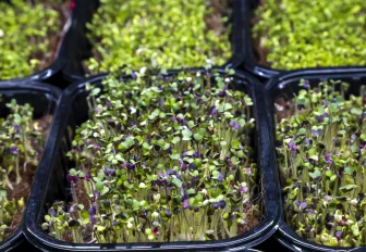 Как вырастить микрозелень в квартире — рассказала эксперт из Новосибирска