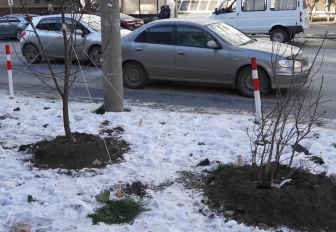 Город без окраин: последние деревья досаживают в центре Новосибирска