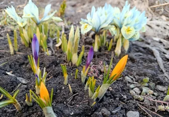 Дачные первенцы: крокусы и ирисы расцвели на грядках новосибирцев