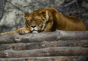 Мэр Кудрявцев напомнил пенсионерам о бесплатном входе в зоопарк