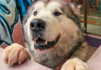 Новосибирцев позвали на благотворительную акцию в поддержку животных