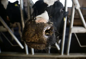 668 160 рублей выплатят за утрату скота в Новосибирской области