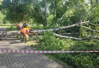 Поваленные в непогоду деревья вывозят из парков Новосибирска