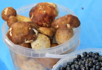 Когда собирать грибы в Новосибирске