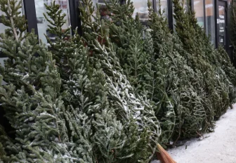 Новогодние ёлки начнут принимать на утилизацию с 13 января в Новосибирске