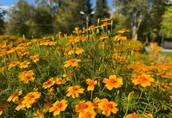 Общественные проекты на три миллиона реализовали в Ленинском районе