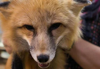 Очаг бешенства обнаружили у общежития в левобережье Новосибирска