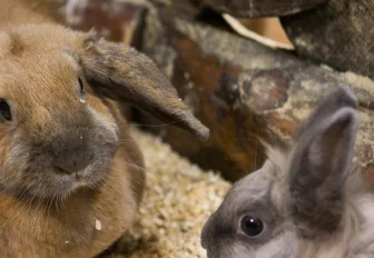 Импланты с алмазоподобным покрытием тестируют на кроликах в Новосибирске