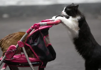 Хэй, хвостатый, выйди из кадра: как коты попадают в Новосибирские новости