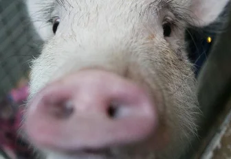 Подложить себе свинью: стоит ли заводить минипига дома