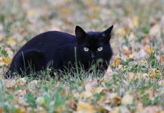Что делать, если потерялась кошка или собака