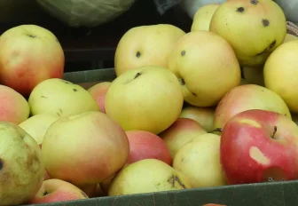 Яблоко от яблони: как выбирать и где хранить