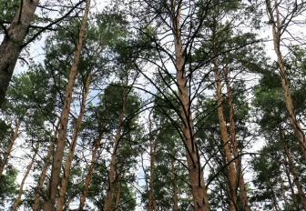 Парк на берегу Ини и озеленение Вокзальной магистрали — планы на 2022 год