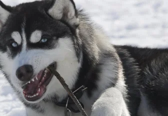 Хаски и лабрадора в квартире лучше не заводить — хендлер Ольга Телешова
