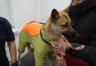 Собачий холод: нужна ли четвероногому питомцу одежда в морозы