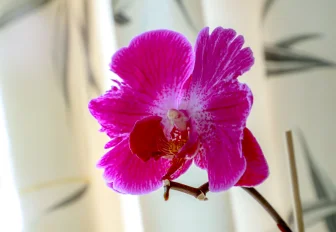 «Фата невесты» на лето: редкими цветами радует «Дачная академия»