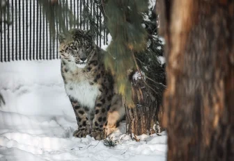 Сугробы высотой со снежного барса выросли этой зимой в Новосибирске