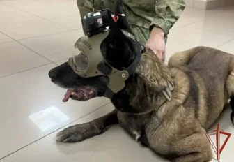 Умный шлем с камерой разработали для собак Росгвардии в Новосибирске