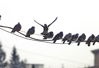 97% самовольных подвесов на ЛЭП узаконили в Новосибирской области
