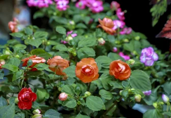 Новосибирских цветоводов зовут обмениваться растениями