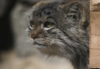 Манулята съехали от родителей в собственные вольеры — смотрим видео
