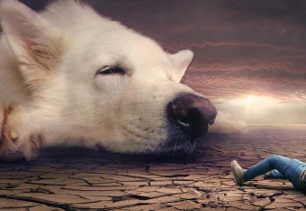 Чем отличается ночной ужас от ночного кошмара