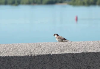 Пернатые горожане: летняя перепись воробьёв стартовала в Новосибирске