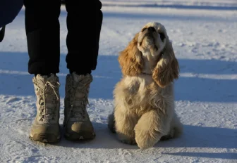 Комбинезоны и ошейники для животных из приюта собирают в Новосибирске