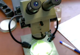 Сибирские учёные проверят семена сои после двух лет в космосе