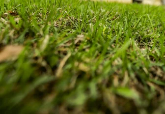 Любимые места обитания клещей назвали санврачи в Новосибирске