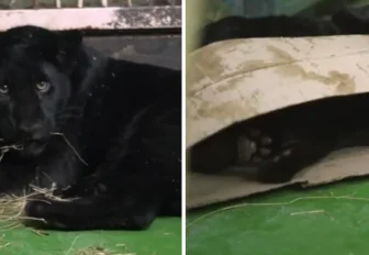 Удмуртский ягуар Габриель поселился в Новосибирском зоопарке