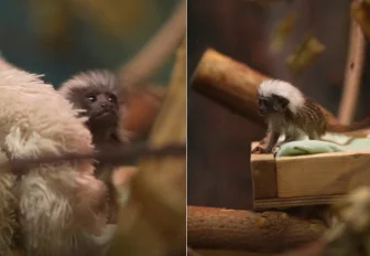 Видео с крошечным тамарином Бусинкой показал Новосибирский зоопарк