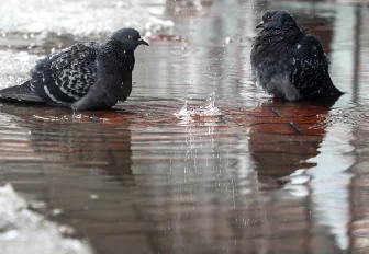 Солнечная погода с ручьями на улицах ждёт новосибирцев на этой неделе