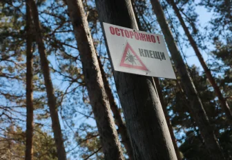 Клещи уже покусали троих жителей Новосибирской области