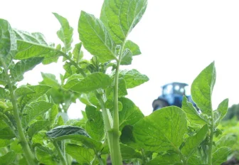 Четыре подвига для дачника: на что бросить силы в первые майские