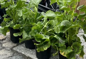 500 бархатцев и гераней расцветут ко Дню Победы на Монументе Славы