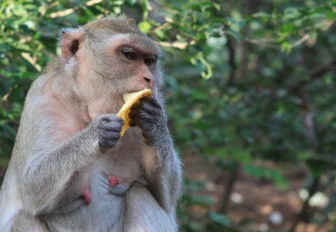 Экзотические овощи и специи везут в Новосибирск из Таиланда