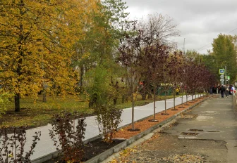 Аллею черёмух в Ленинке посвятили её бывшему главе Александру Грибу