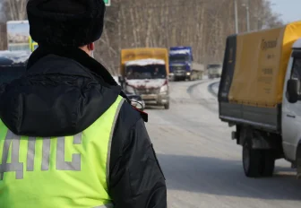 Лосиха погибла в ДТП с тремя автомобилями под Новосибирском